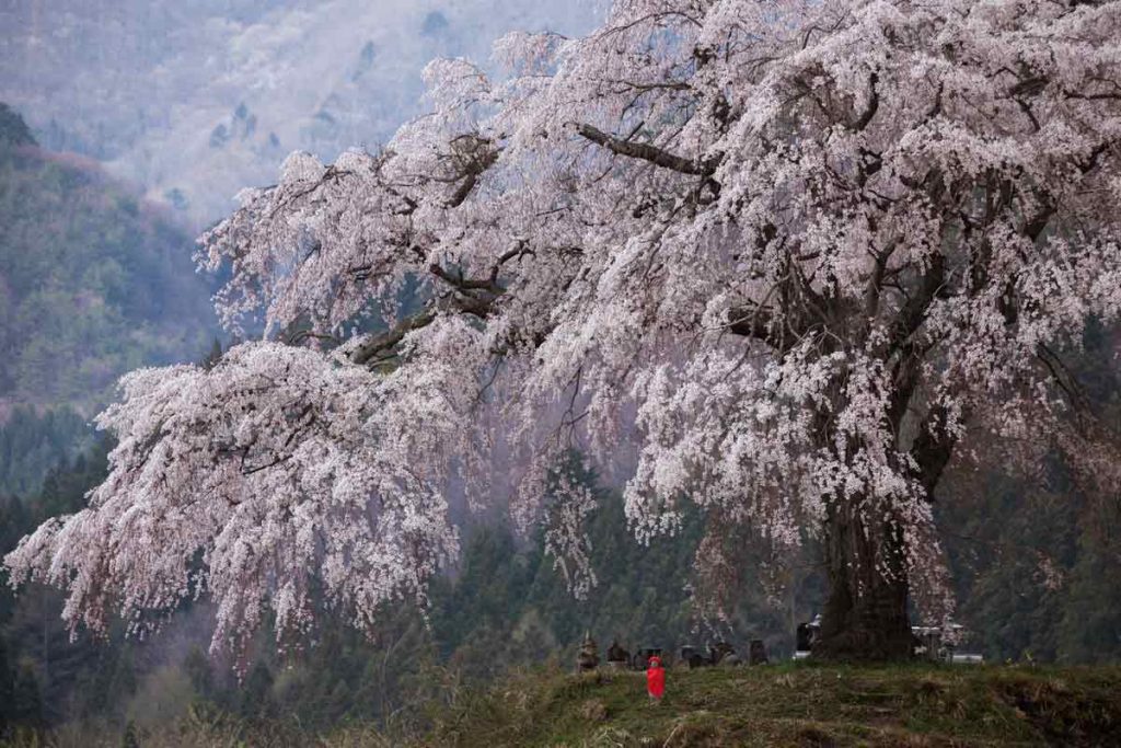 Weeping-cherry-blossoms-Gunma